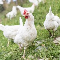 Huhn vom Öbersthof