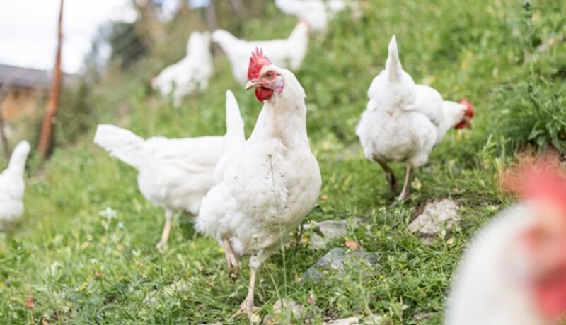 Huhn vom Öbersthof