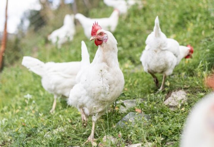 Huhn vom Öbersthof
