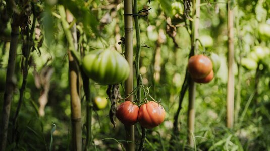 Tomaten im Soul Garden des Relais & Châteaux Castel Fragsburg