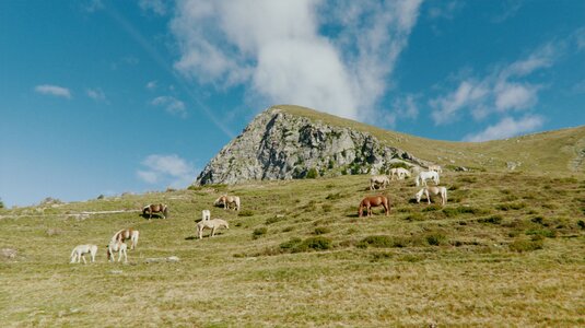 Haflinger Pferde am Tschögglberg | © Max Egger