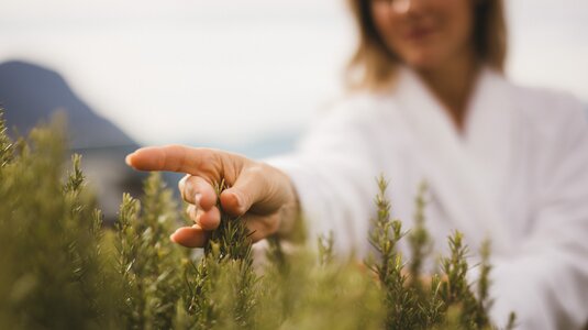 Dame, die Rosmarin pflückt