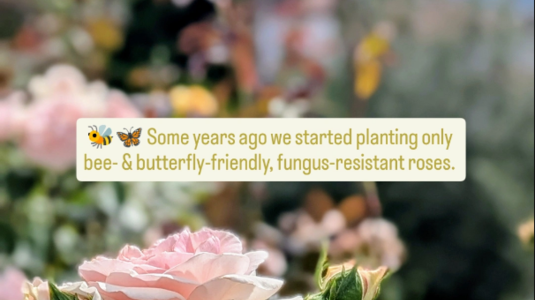 Social Media Post zum Thema Biodiversität vom Hotel Hohenwart