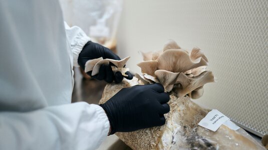 Das Substrat für die edlen Pilze stammt aus Eigenproduktion.