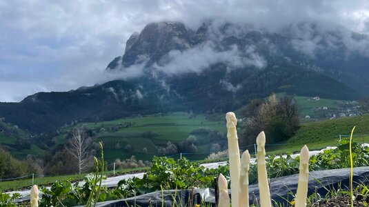 Vom Experiment zur festen Ernte | © Schlosshof Baumann