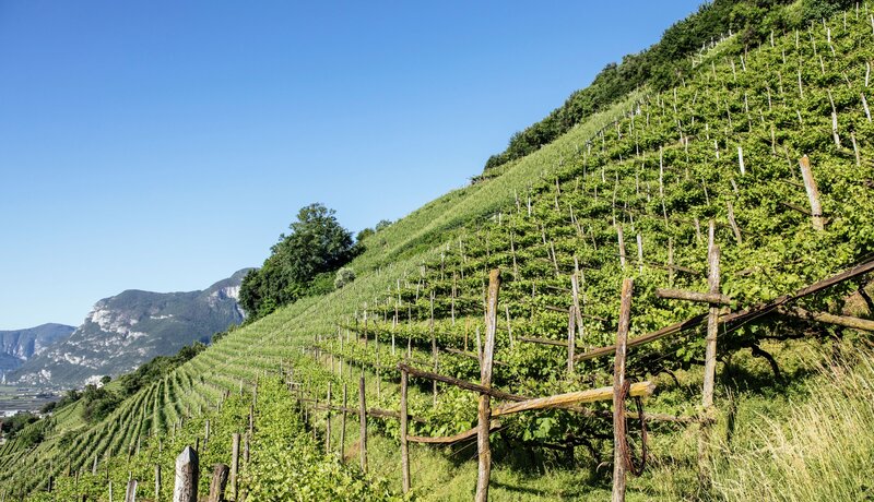 Headerbild Südtiroler Wein | © Benjamin Pfitscher