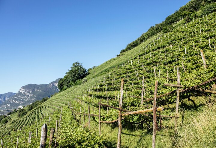 Headerbild Südtiroler Wein | © Benjamin Pfitscher