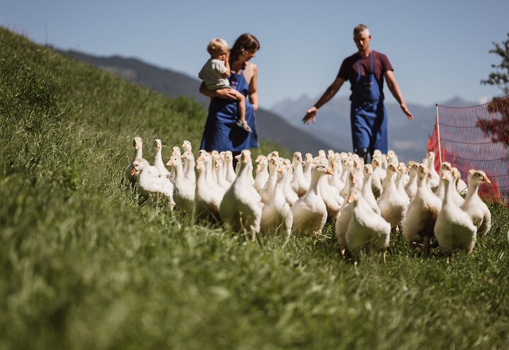 Im Gänsemarsch auf die Speisekarte