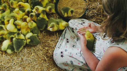 Die Weidegänse verbringen ihr ganzes Leben auf dem Kasserol Hof
