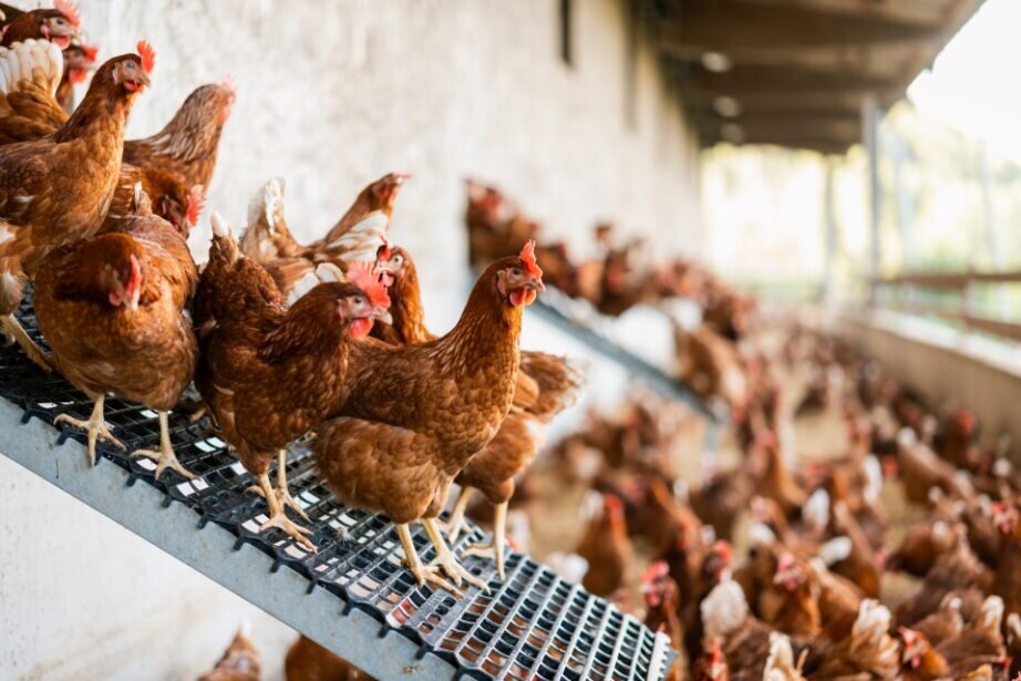 Glückliche Hühner auf einem Hof