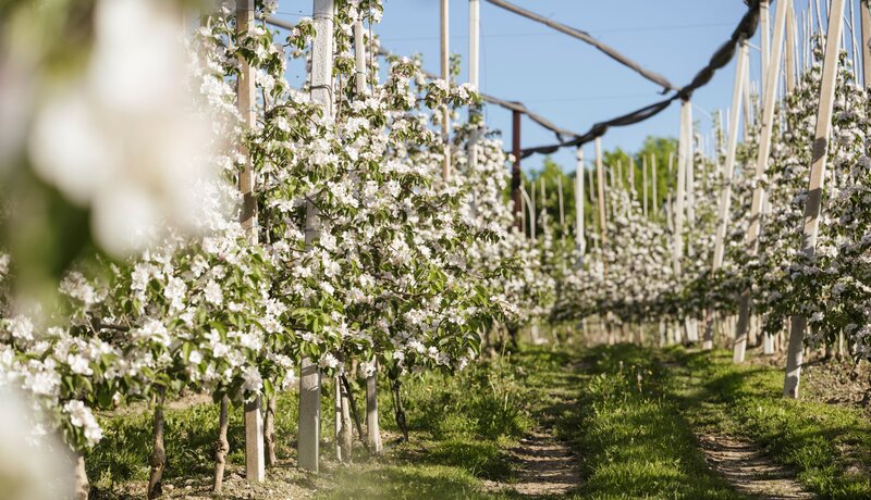 Walk&Talk: Apfelbau und Klima | © Armin Terzer / IDM Südtirol Alto Adige