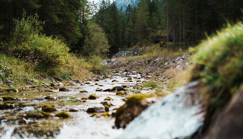 EIn Bach inmitten von grünem Wald. | © IDM Südtirol-Alto Adige/Maximilian Egger