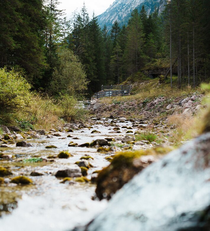 EIn Bach inmitten von grünem Wald. | © IDM Südtirol-Alto Adige/Maximilian Egger